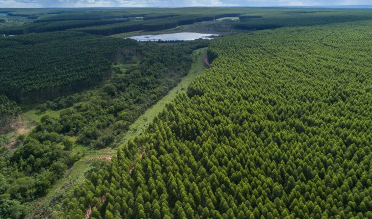 Brasil terá uma das maiores fábricas de celulose do mundo com R$ 28 bilhões