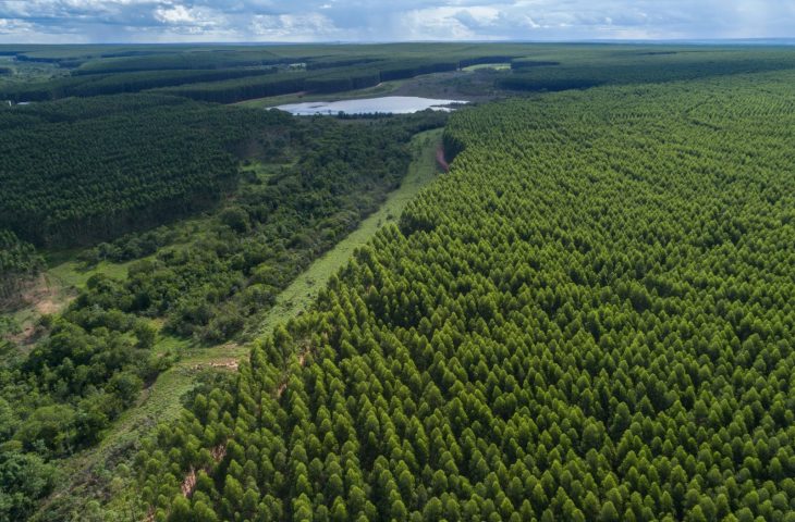 Brasil terá uma das maiores fábricas de celulose do mundo com R$ 28 bilhões