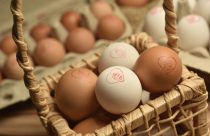 Ovos/Cepea: Médias caem em março, mas ficam acima das de um ano atrás