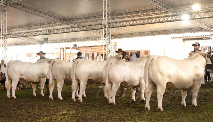 Com mais de 110 animais inscritos, Charolês marcará presença na ExpoLages 2024