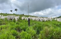 Protocolos produtivos: Defensivo, ofensivo ou adaptativo? Descubra o melhor para você