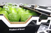 Com qualidade abaixo do ideal, lima ácida tahiti registra desvalorização