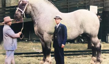 Brooklyn Supreme - Conheça um dos maiores cavalos da história