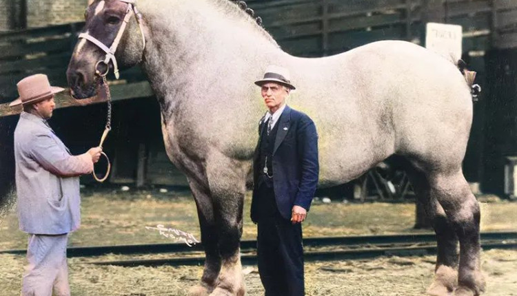 Brooklyn Supreme - Conheça um dos maiores cavalos da história