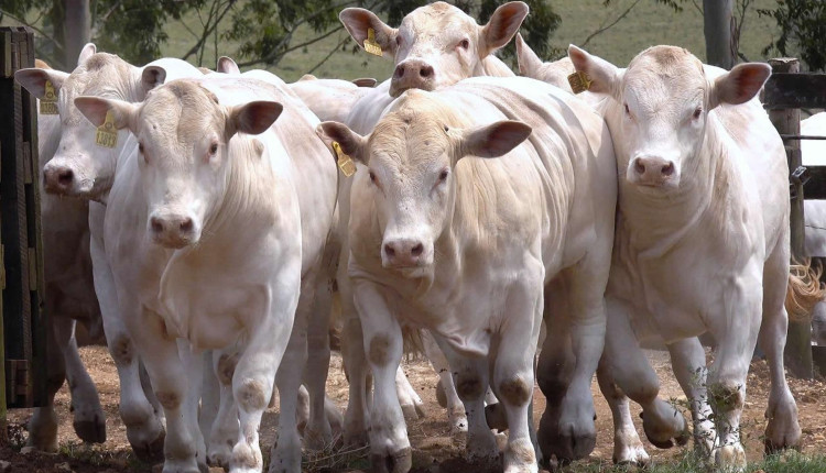 Maior vendedora de touros Canchim realiza prova intra-rebanho - Canchim ILMA - touros canchim