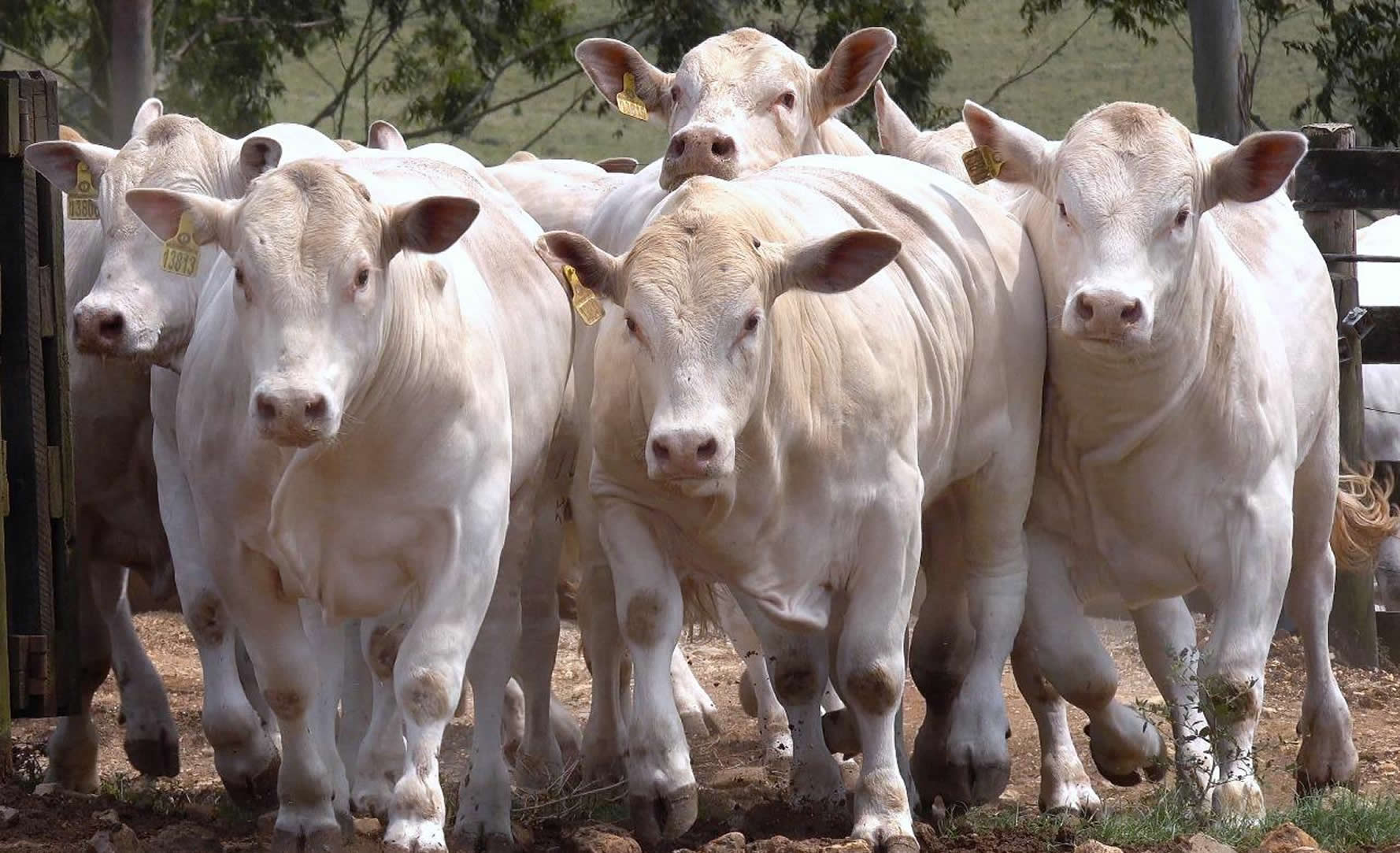 Maior vendedora de touros Canchim realiza prova intra-rebanho - Canchim ILMA - touros canchim