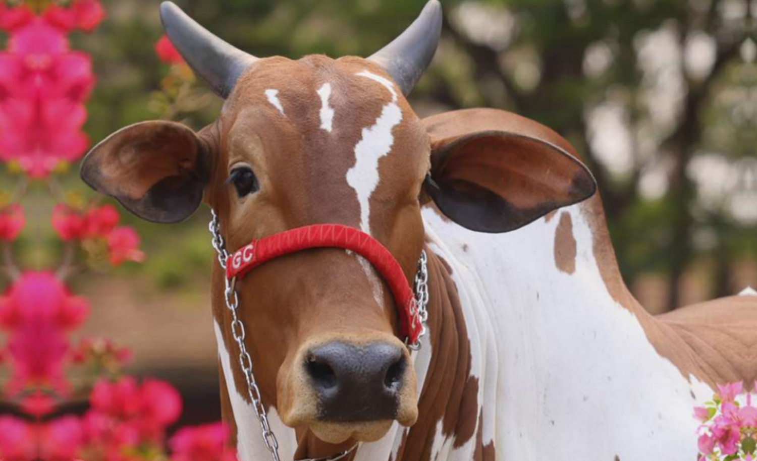 Matriz Nelore pintado LUIZA FIV GC DA SL - fazenda sao lourenco