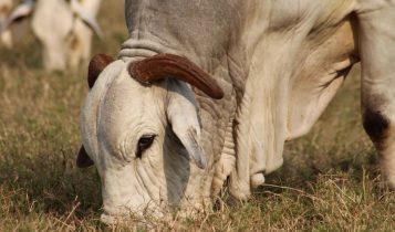 Touro ADIR Nelore cabeca fotao
