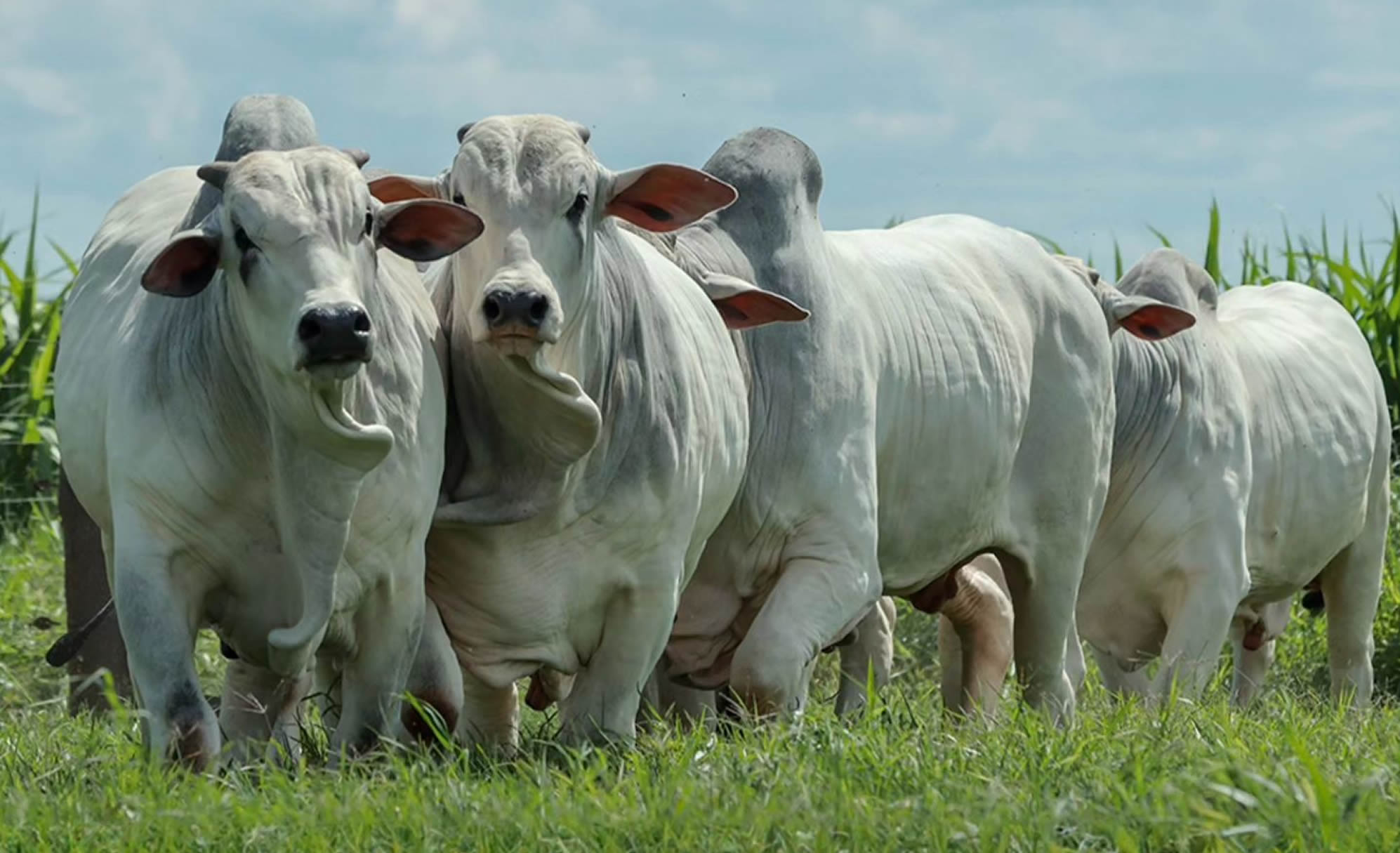 Touros Nelore Terra Brava Agropecuaria