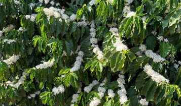 Lavouras de café arábica têm boa floração, mas clima preocupa