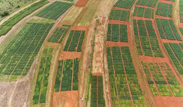 Pesquisadores identificaram e quantificaram, pela primeira vez, o tanto que o aquecimento da superfície do mar no Oceano Pacífico afeta a produtividade da soja em uma região do Cerrado brasileiro