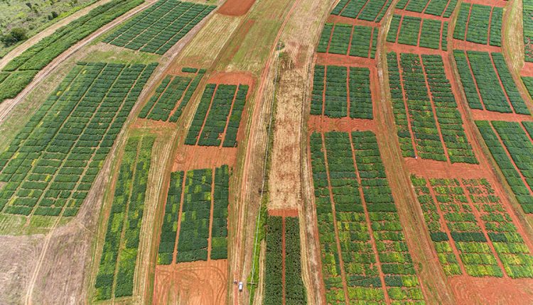 Pesquisadores identificaram e quantificaram, pela primeira vez, o tanto que o aquecimento da superfície do mar no Oceano Pacífico afeta a produtividade da soja em uma região do Cerrado brasileiro