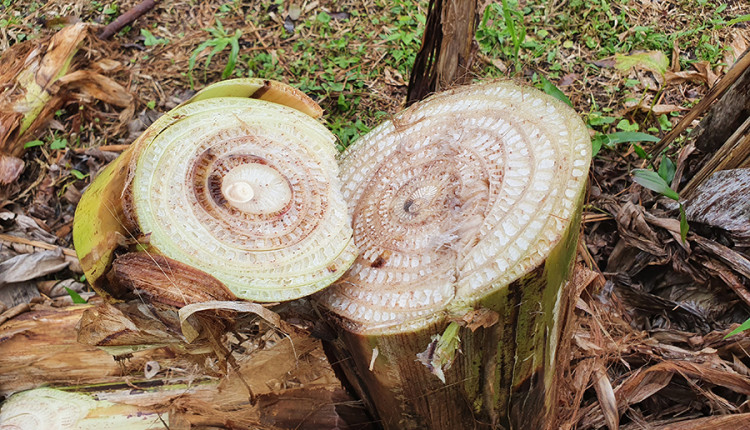 Erradicação do moko da bananeira em área de terra firme exige vazio sanitário de dois anos