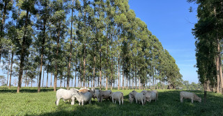 Embrapa Cerrados abre novo leilão on line de bovinos leiteiros