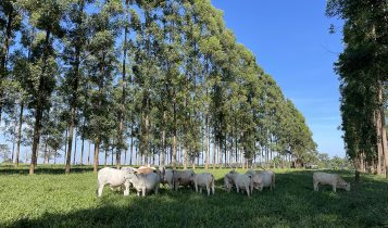 Embrapa Cerrados abre novo leilão on line de bovinos leiteiros