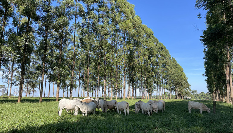 Embrapa Cerrados abre novo leilão on line de bovinos leiteiros