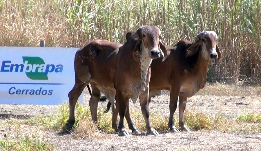 Embrapa Cerrados abre novo leilão on line de bovinos leiteiros