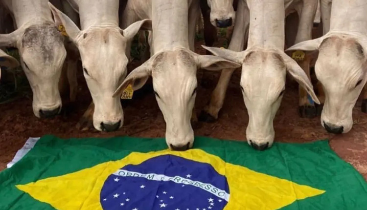 boiada admirando a bandeira do brasil - dia da pecuaria