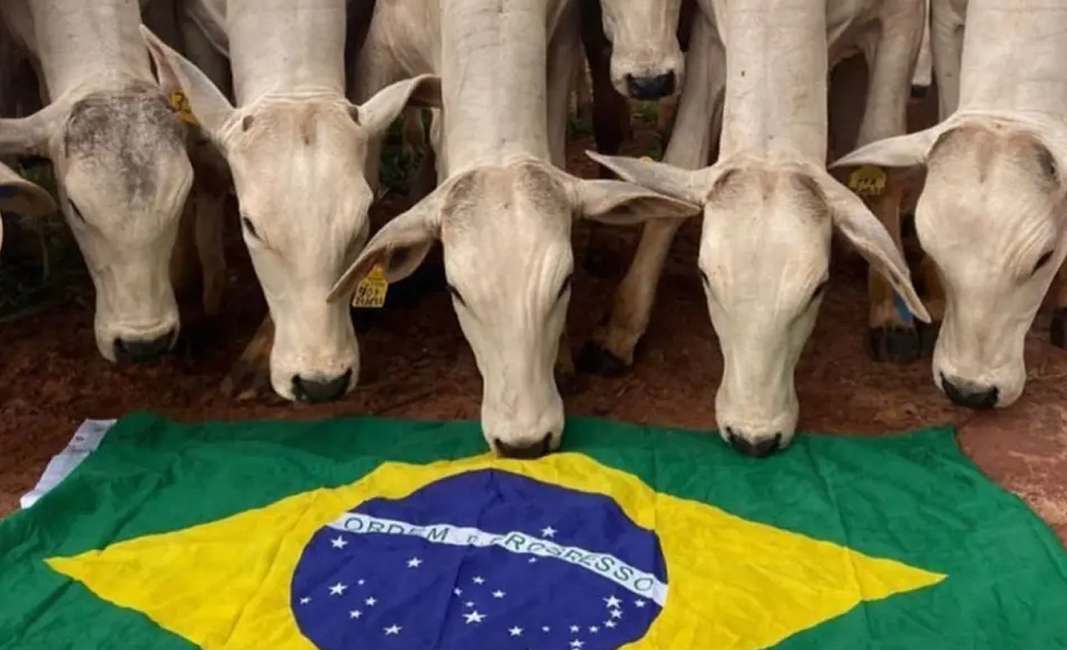 boiada admirando a bandeira do brasil - dia da pecuaria