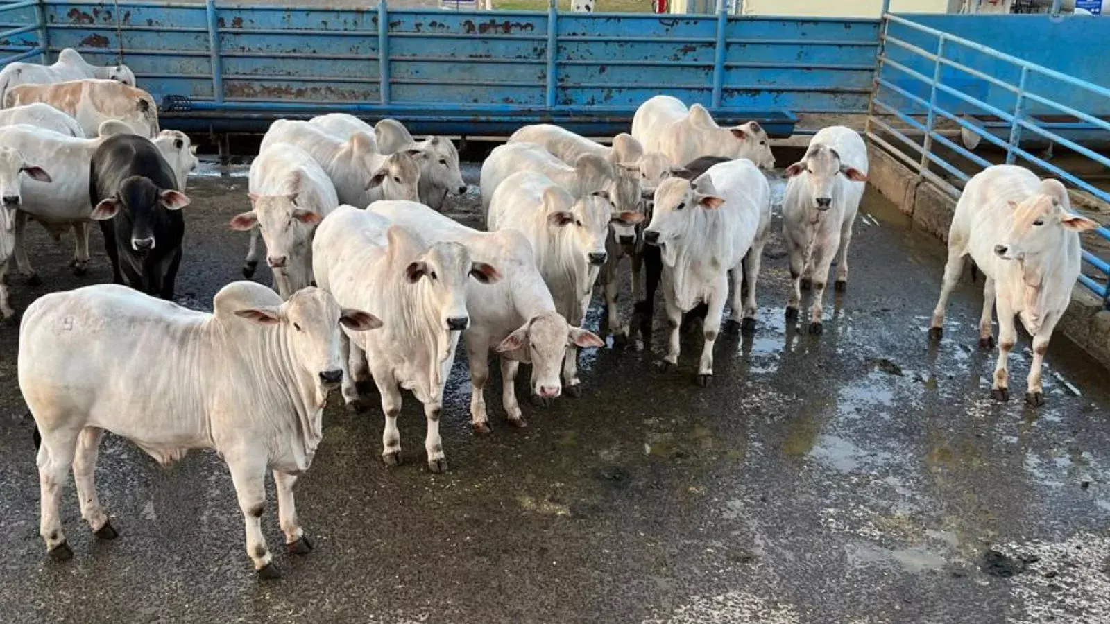 boiada terminada no confinamento alto grao