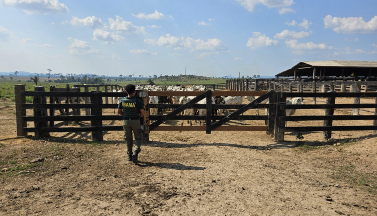 bovinos apreendidos comprerural