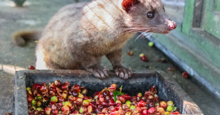 cafe mais caro do mundo Kopi Luwak