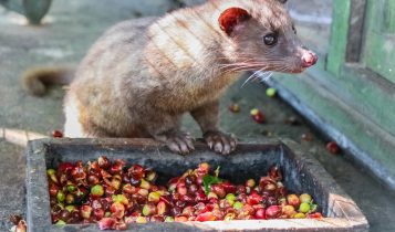 cafe mais caro do mundo Kopi Luwak