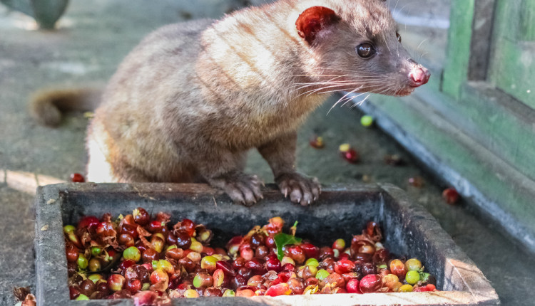 cafe mais caro do mundo Kopi Luwak