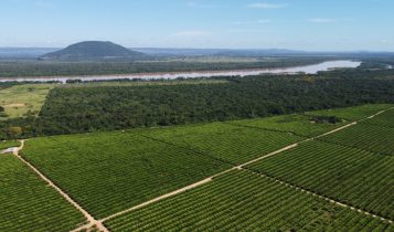 Irrigação impulsiona exportações de frutas de Minas Gerais 