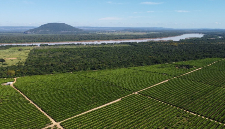 Irrigação impulsiona exportações de frutas de Minas Gerais 