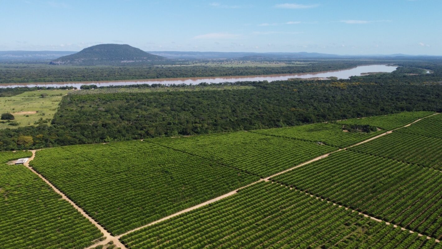 Irrigação impulsiona exportações de frutas de Minas Gerais 