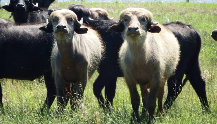 criadores de bufalos no rio grande do sul