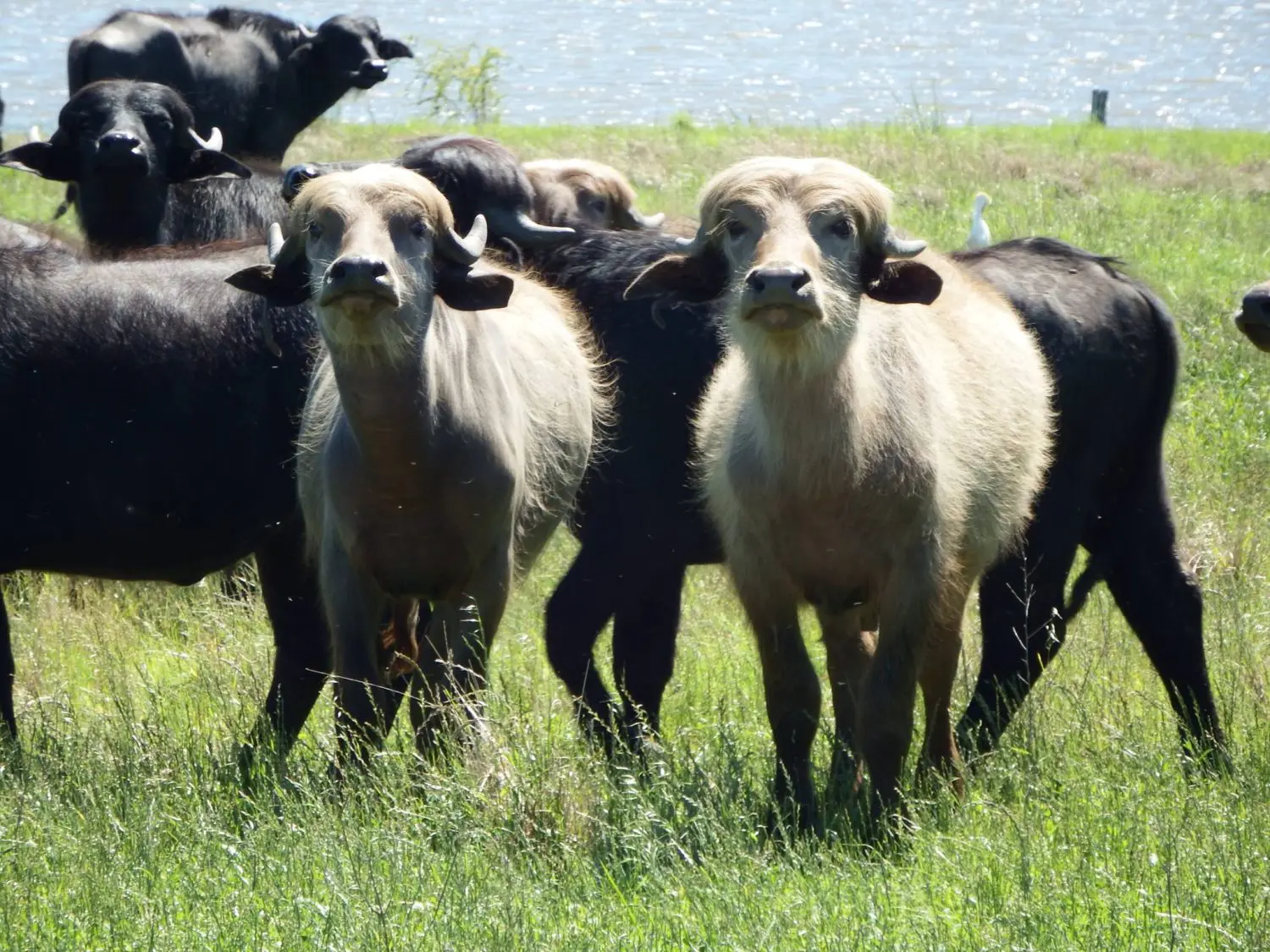 criadores de bufalos no rio grande do sul