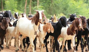 Exportação de caprinos e ovinos vivos do Brasil para o Sultanato de Omã