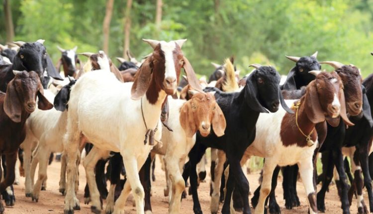 Exportação de caprinos e ovinos vivos do Brasil para o Sultanato de Omã