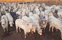 gadao da slc agricola - pronta para o abate