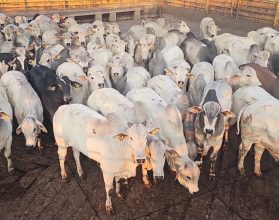 gadao da slc agricola - pronta para o abate