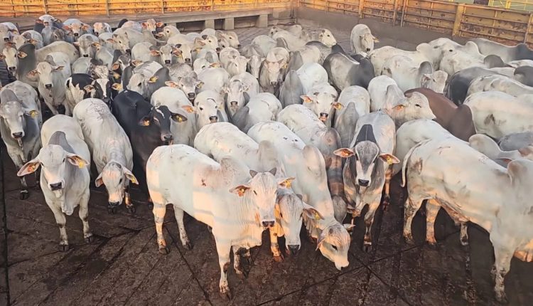 gadao da slc agricola - pronta para o abate