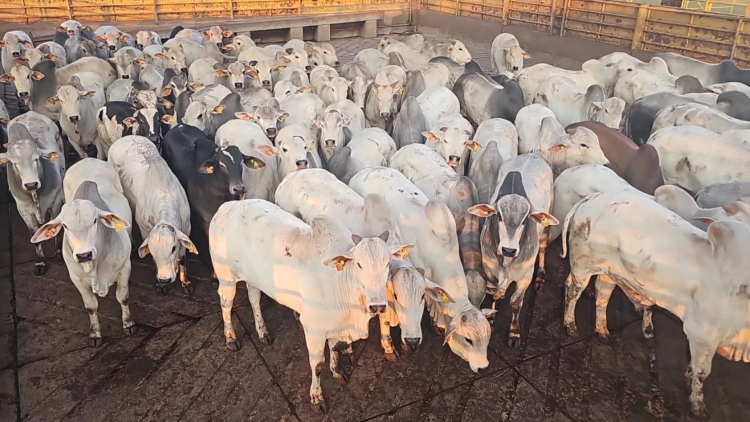 gadao da slc agricola - pronta para o abate