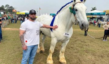 VÍDEO: Conheça camelote, o cavalo gigante que come 16 quilos de ração diários