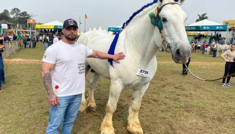 VÍDEO: Conheça camelote, o cavalo gigante que come 16 quilos de ração diários