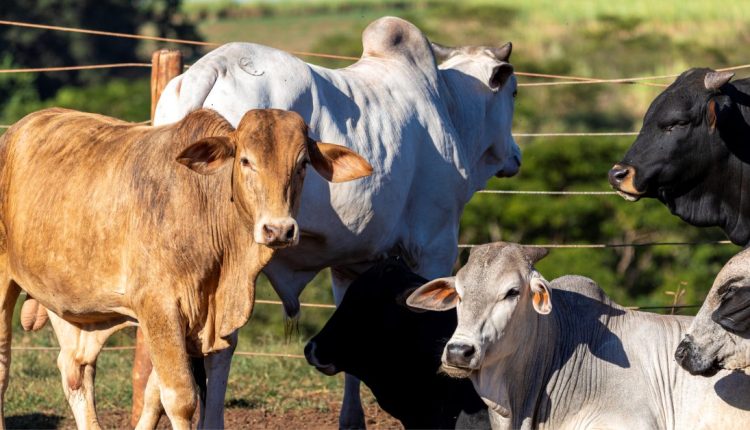 Sustentabilidade da carne bovina: Como os países produtores de gado estão produzindo