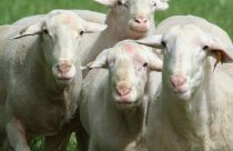 A Matemática da Pecuária: Por que 9 ovelhas podem render o dobro de 1 vaca na mesma área?