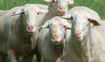 A Matemática da Pecuária: Por que 9 ovelhas podem render o dobro de 1 vaca na mesma área?