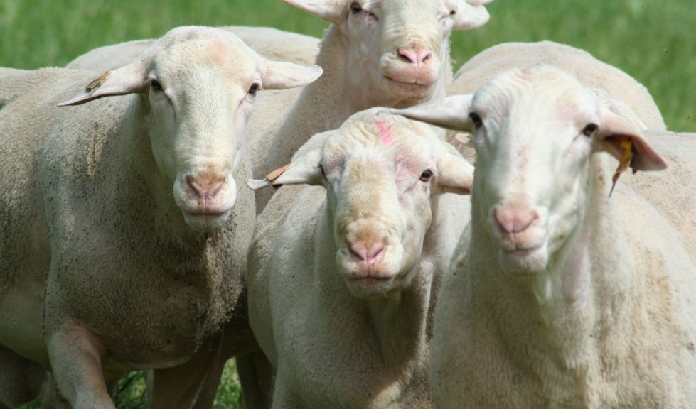 A Matemática da Pecuária: Por que 9 ovelhas podem render o dobro de 1 vaca na mesma área?