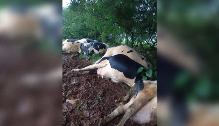 Raio atinge sete vacas e gera prejuízo de R$ 70 mil em SC