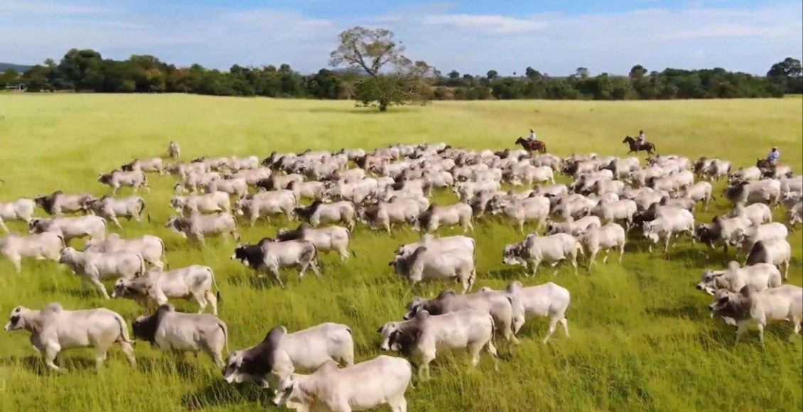 Os segredos das fazendas lucrativas: O que define o sucesso na pecuária