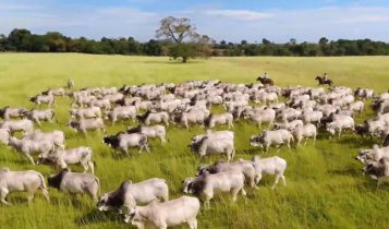 Onde é o melhor lugar do Brasil para ter uma fazenda?