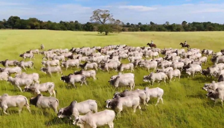 Os segredos das fazendas lucrativas: O que define o sucesso na pecuária