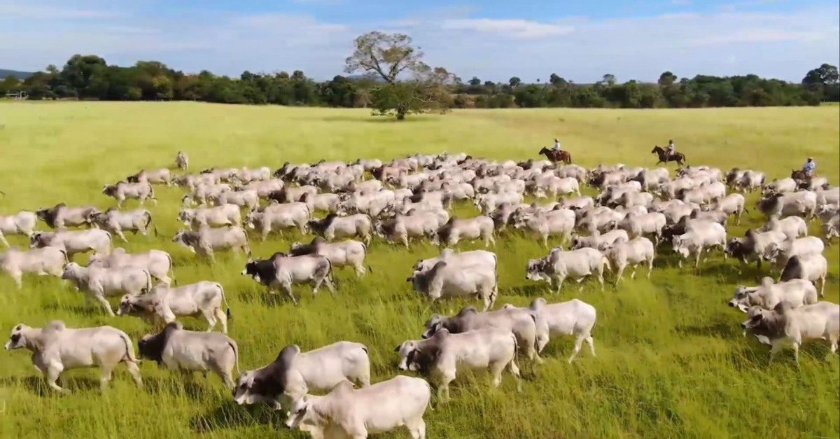 Os segredos das fazendas lucrativas: O que define o sucesso na pecuária